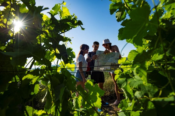 vignoble-sud-ardeche-randonnee-decouverte