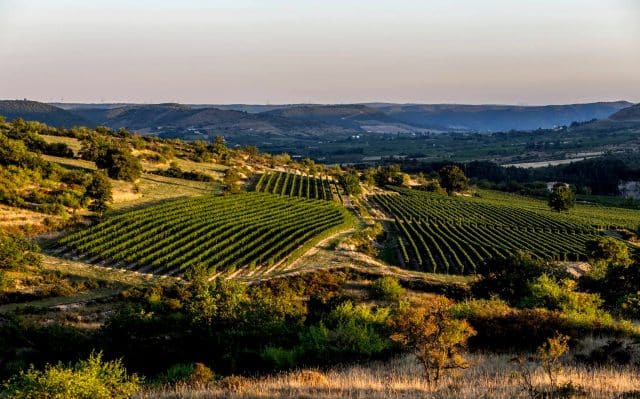 Alba-la-Romaine-vignes-collines