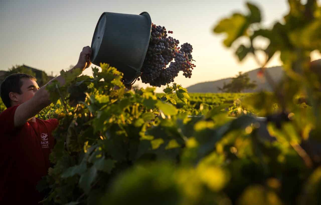 20180921-Valvignères- Vendanges au Mas d'Intras ©Gaec Mas d'Intras (2)