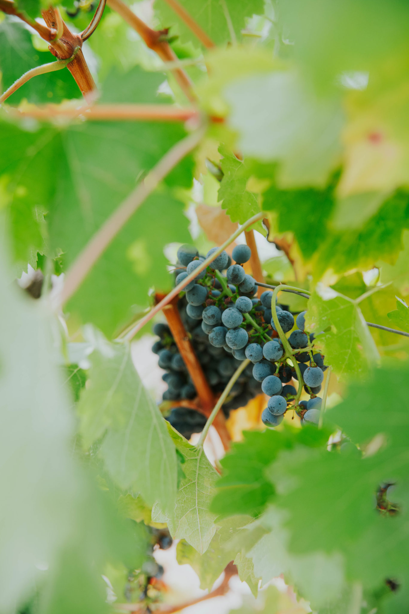 Vignes ardéchoises