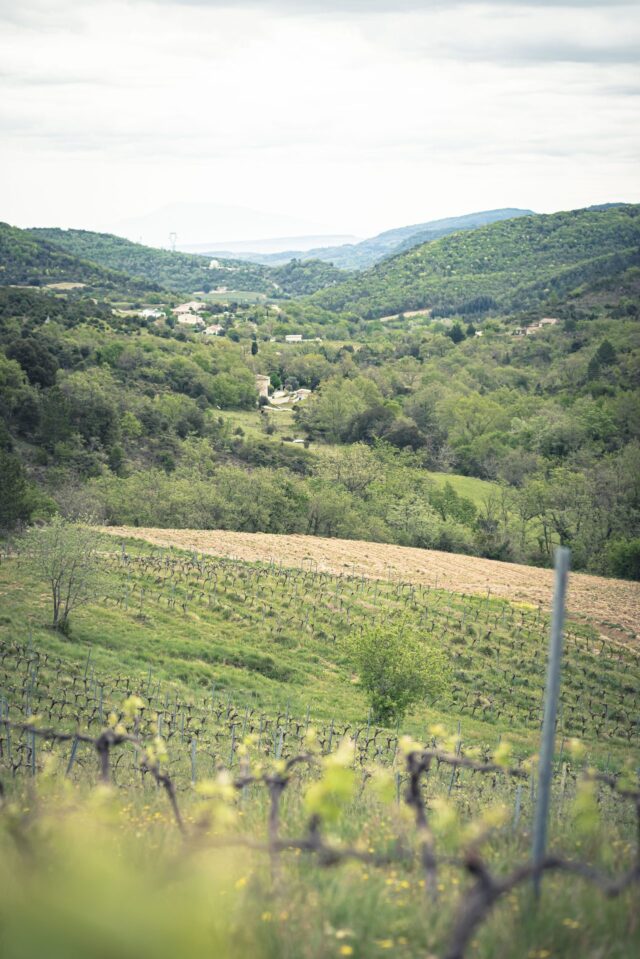 Dans les vignes en sud Ardèche.